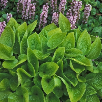 Hosta 'Little Aurora' 