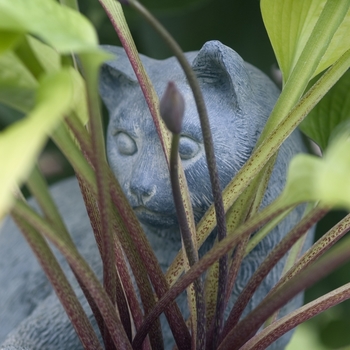 Hosta 'Little Black Scape' 