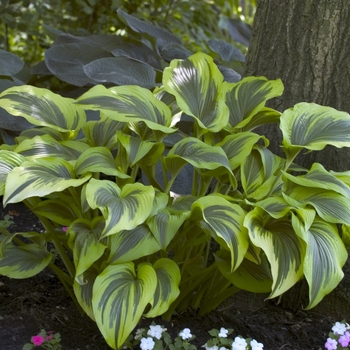 Hosta montana 'Aureo-marginata' 