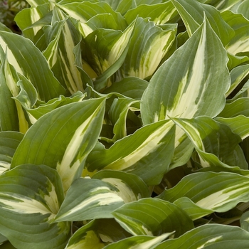 Hosta 'Night Before Christmas' 