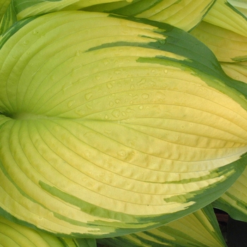 Hosta 'On Stage' 