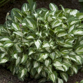 Hosta 'Pandora's Box' 