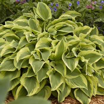 Hosta 'Pilgrim' 