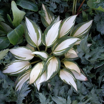 Hosta 'Remember Me' 