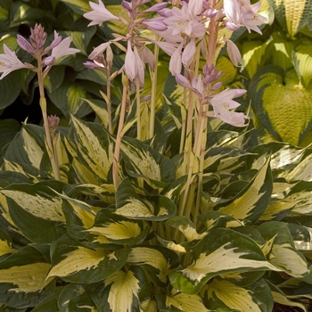 Hosta 'Revolution' 