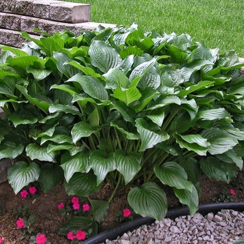 Hosta 'Royal Standard' 