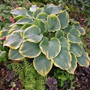 Hosta 'Sagae' 