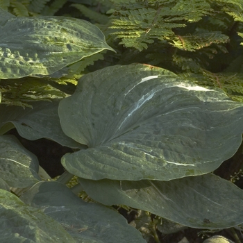 Hosta 'Spilt Milk' 