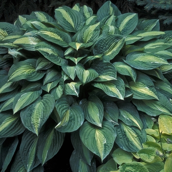 Hosta 'Striptease' 