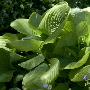 Hosta 'Sum and Substance' 