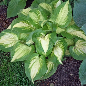 Hosta 'Summer Music' 