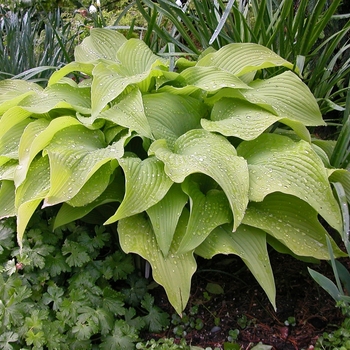 Hosta 'Sun Power' 