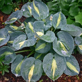 Hosta 'Thunderbolt' PPAF