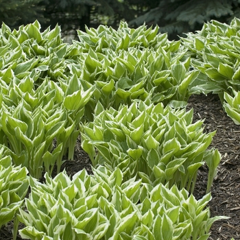 Hosta undulata 'Albo-marginata' 