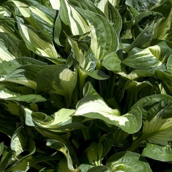 Hosta 'Whirlwind' 