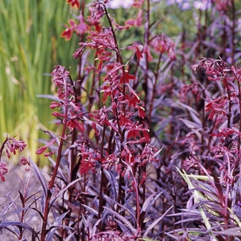 Lobelia fulgens 'Queen Victoria'