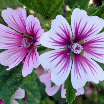 Malva sylvestris 'Zebrina' 