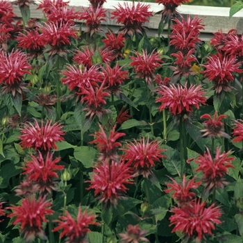 Monarda 'Gardenview Scarlet' 