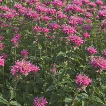 Monarda 'Marshall's Delight'