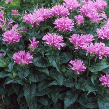 Monarda 'Petite Delight'