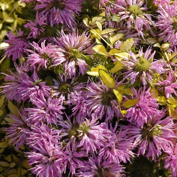 Monarda 'Petite Wonder'