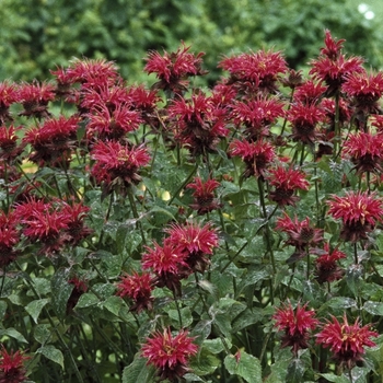 Monarda 'Raspberry Wine' 