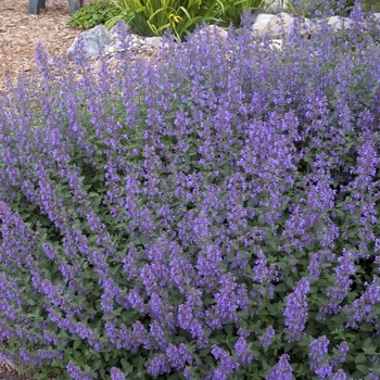 Nepeta racemosa 'Walker's Low' 