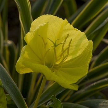 Oenothera missouriensis