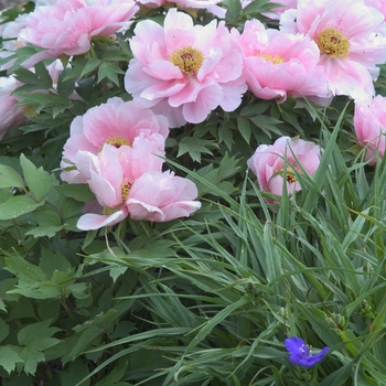 Paeonia suffruticosa 'Hanakisoi ('Floral Rivalry')' 