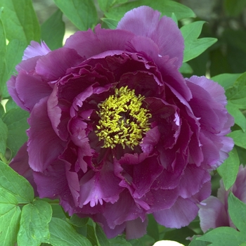 Paeonia suffruticosa 'Kamatanishiki'