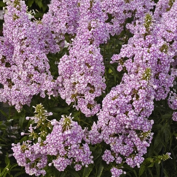 Phlox maculata 'Natasha' 