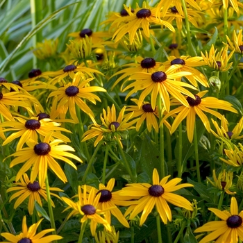 Rudbeckia fulgida 'Goldsturm' 