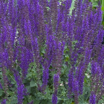 Salvia x sylvestris 'East Friesland (Ostfriesland)'