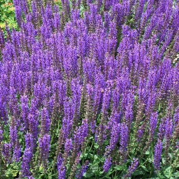 Salvia nemorosa 'Haeumanarc' PP13322