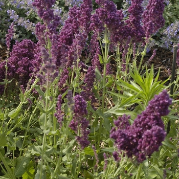 Salvia nemorosa 'Plumosa'