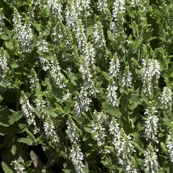 Salvia x sylvestris 'Snow Hill (Schneehugel)' 