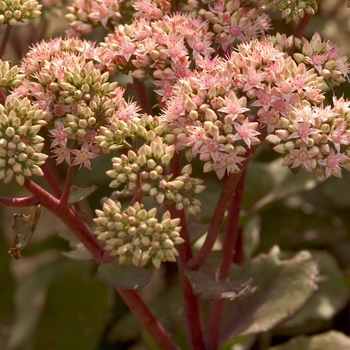 Sedum telephium 'Matrona'