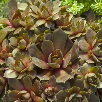 Sempervivum 'Silverine' 