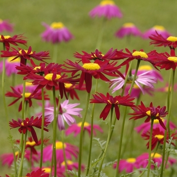 Tanacetum coccineum 'Robinson's Red' 