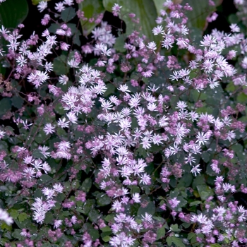 Thalictrum delavayi 