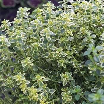 Thymus pulegioides 'Aureus' 