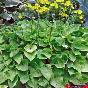 Hosta 'Gold Edger' 