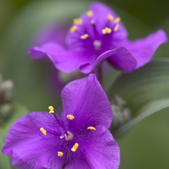 Tradescantia 'Concord Grape' 