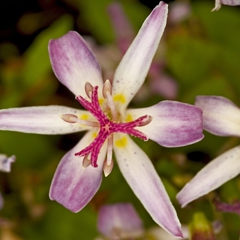 Tricyrtis 'Tojen'