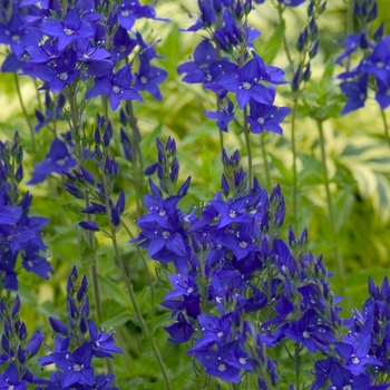 Veronica austriaca 'Crater Lake Blue' 