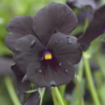 Viola cornuta 'Black Magic' PP6595