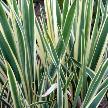 Yucca filamentosa 'Bright Edge'