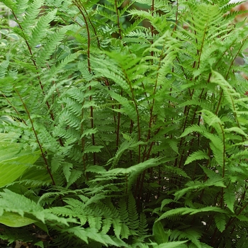 Athyrium filix-femina 'Lady in Red'