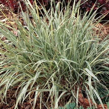 Arrhenatherum bulbosum 'Variegatum'