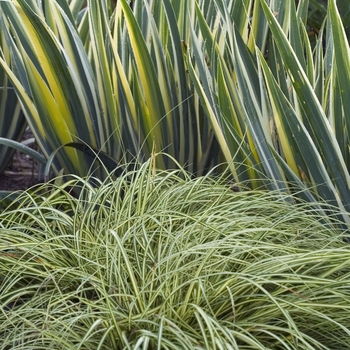 Carex oshimensis 'Evergold'